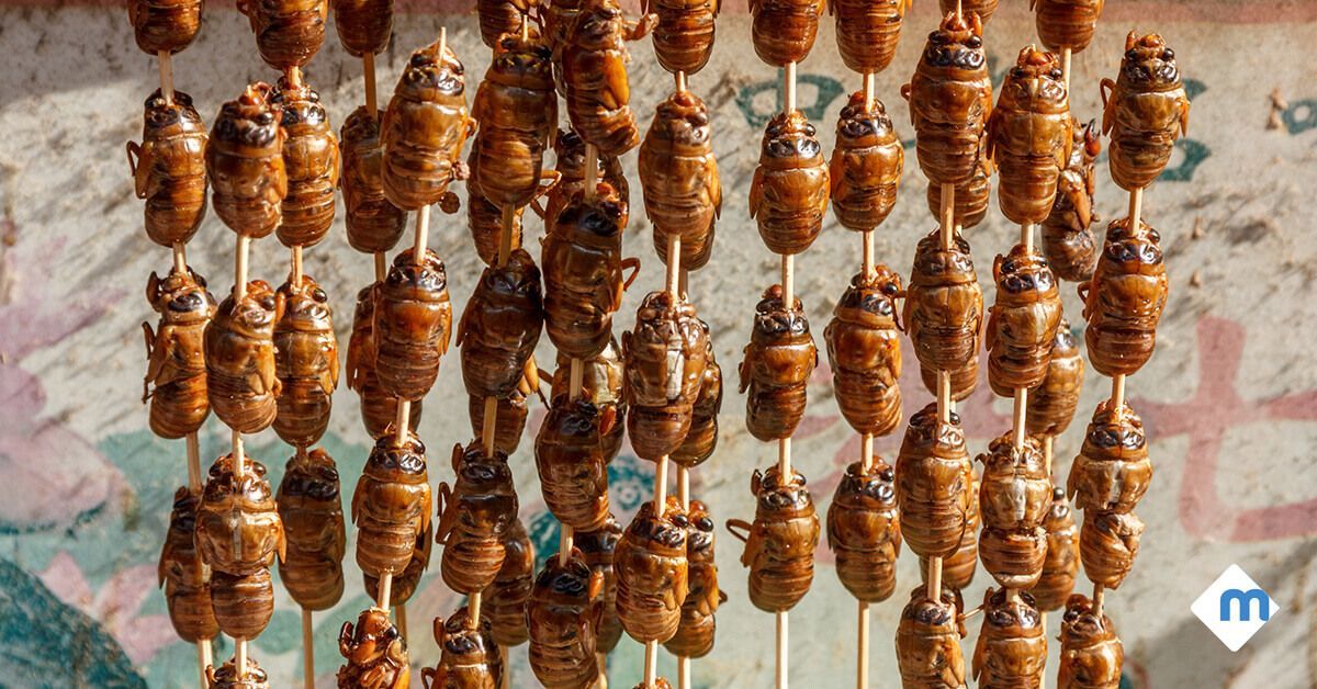 5 Real Ways to Eat Bugs