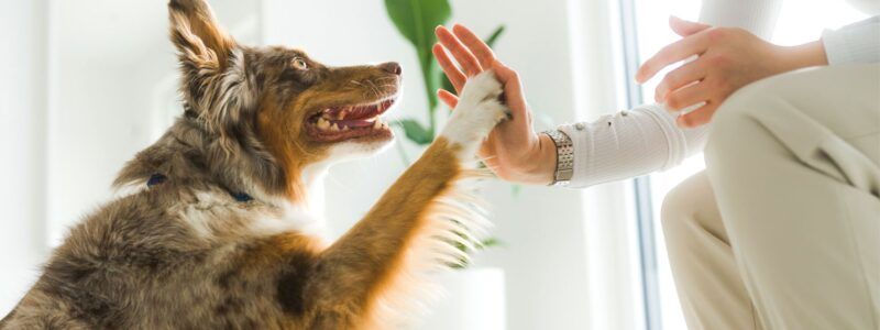 a man's hand and a dog is touching the palm with his paws