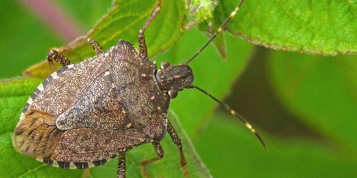 everything-you-need-to-know-about-stink-bugs