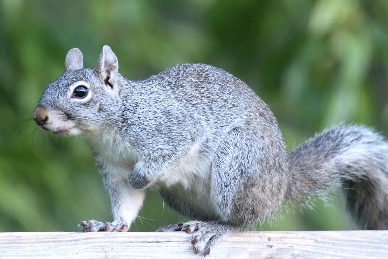 Four Common Types Of Squirrels In The State Of
