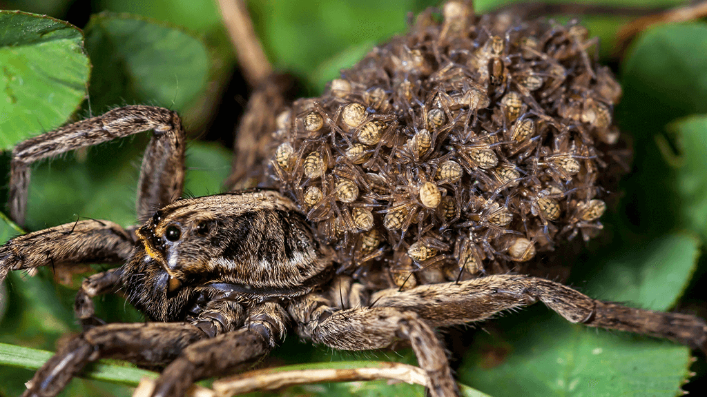 How to Identify and Get Rid of Wolf Spiders