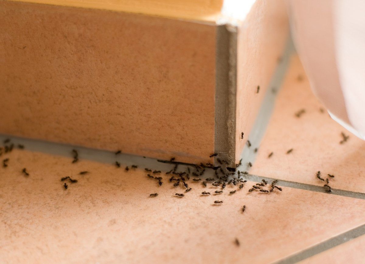 pest control