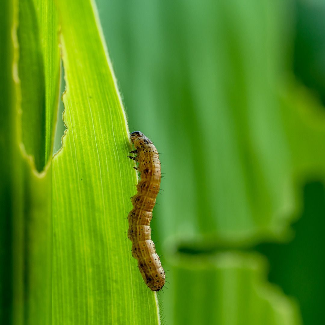 Everything You Need to Know About Army Worms