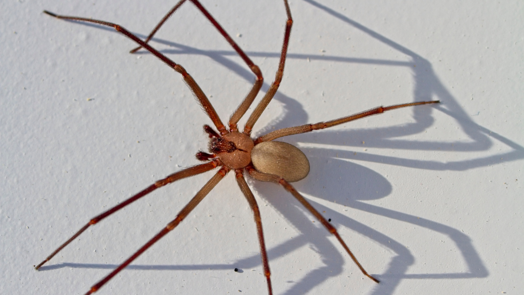 What Does a Brown Recluse Bite Look Like?
