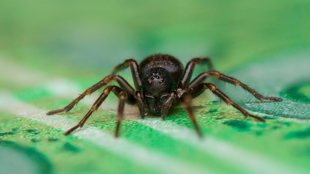 What Are Black House Spiders?