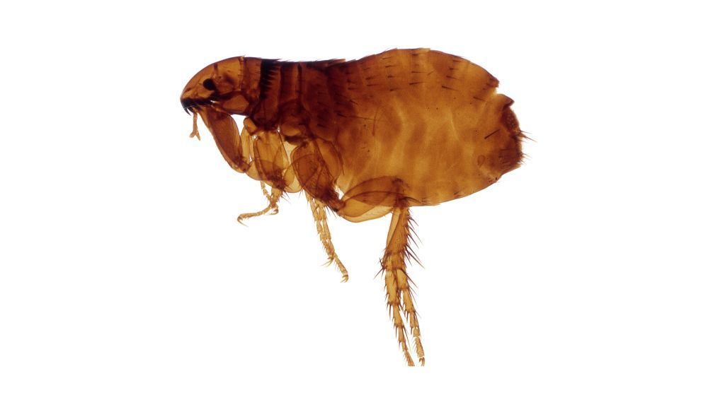 What Do Flea Bites Look Like?
