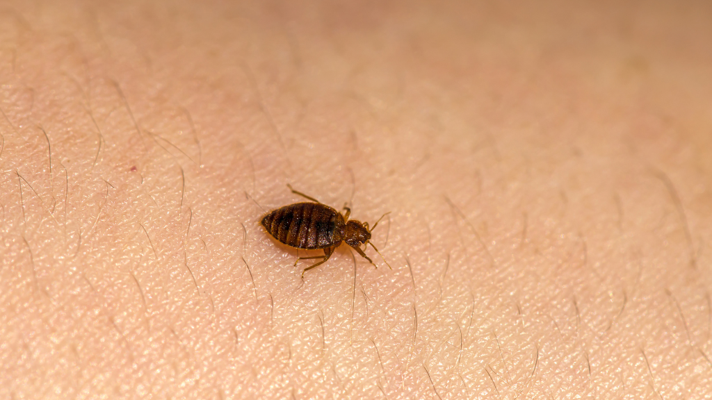 Are Bedbugs Flat?