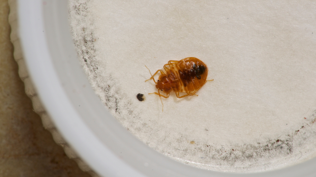 How to Check for Bedbugs