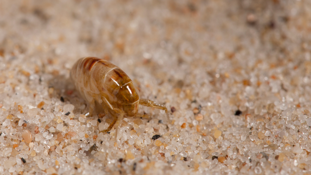 flea exterminator