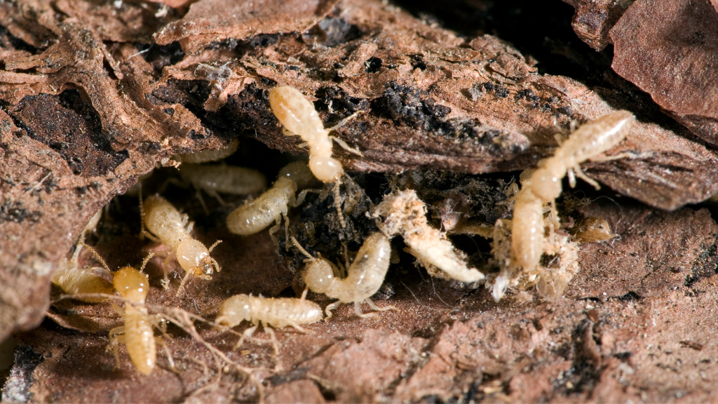 termites under the soil