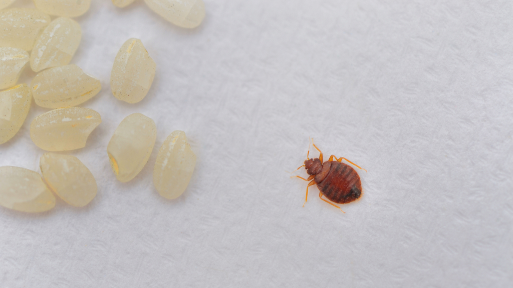 How Many Legs Do Bedbugs Have?