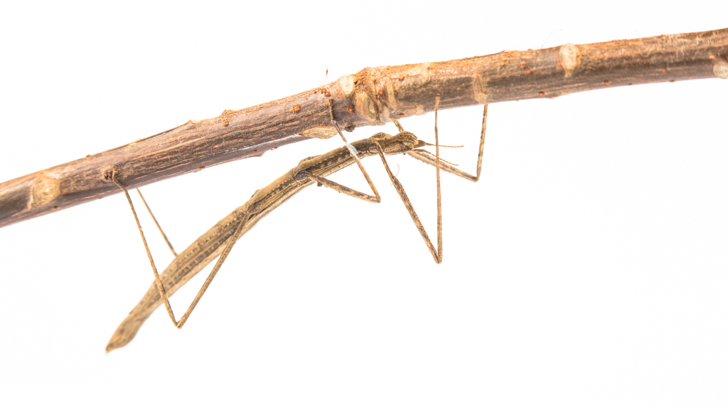 What Does a Stick Bug Look Like?