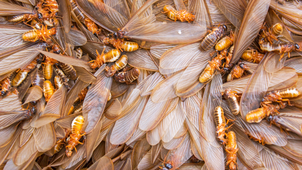 termite control