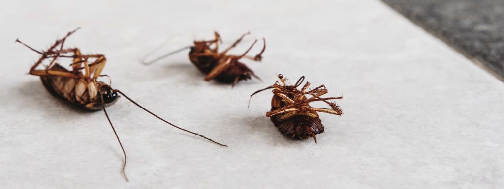  dead cockroaches