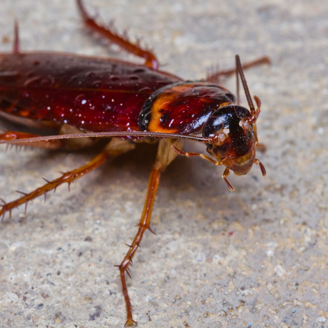 Different Bug Types That Might Be In Your Gutters