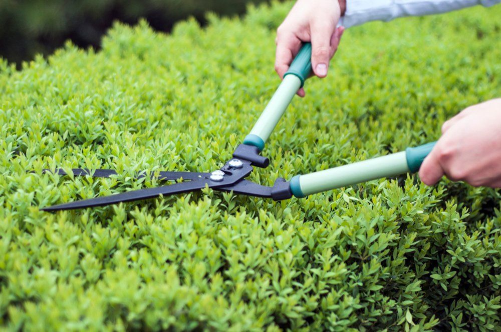 Tree Trimming — Poughkeepsie, NY — K&P Facilities Maintenance