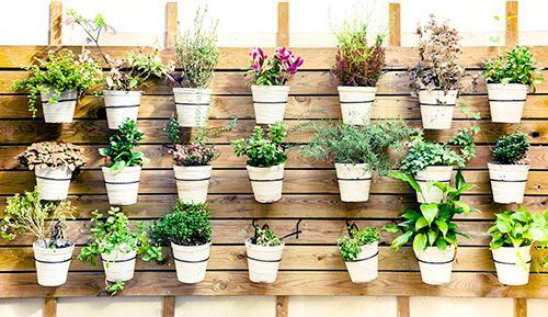 Plantas ornamentales, Tipos de plantas, Beneficios de las plantas