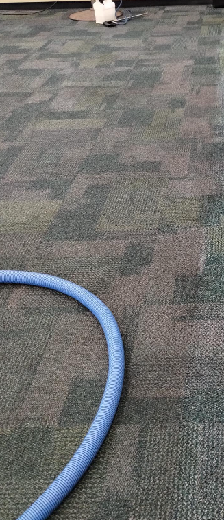 A blue hose is being used to clean a carpet