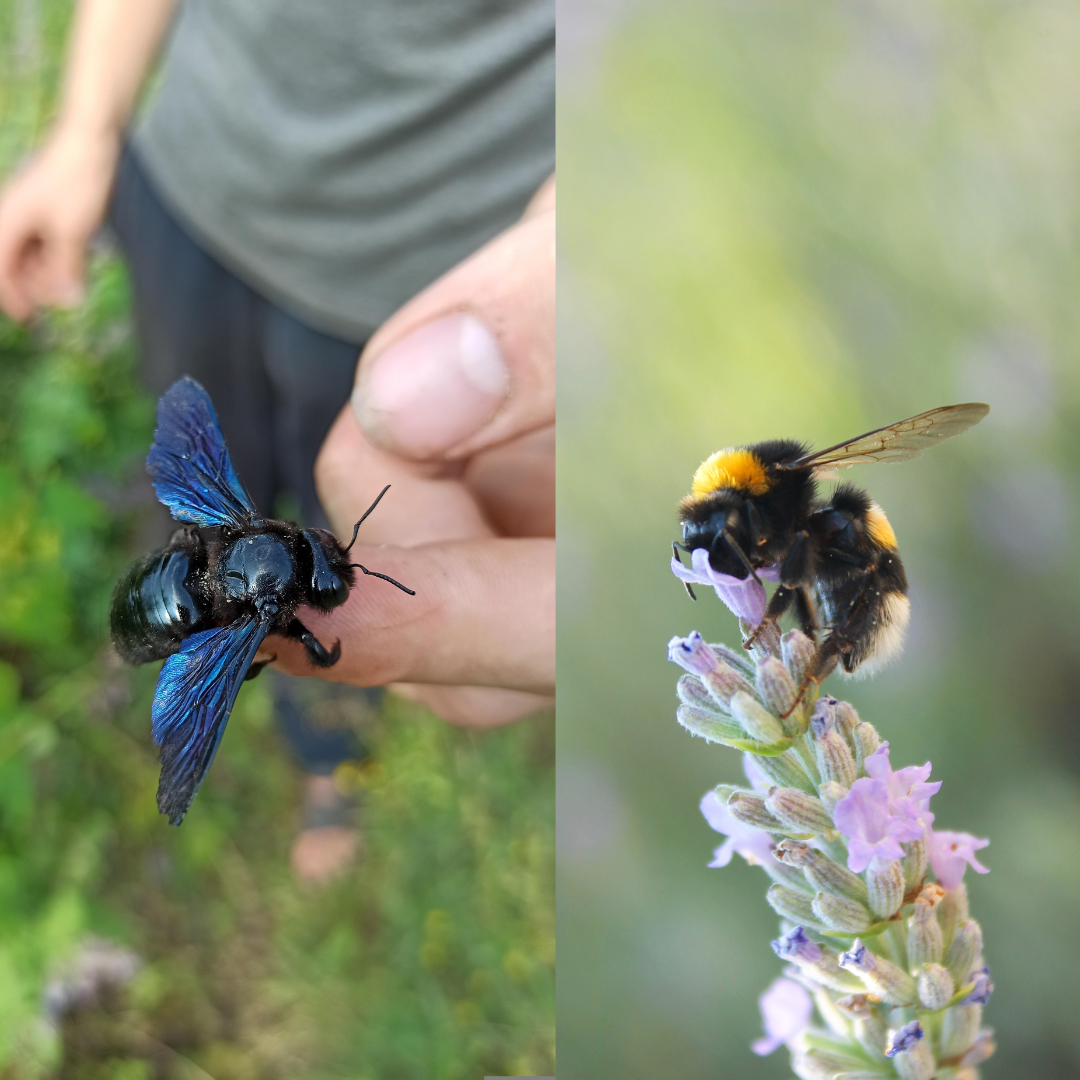 Carpenter Bees vs. Bumble Bees