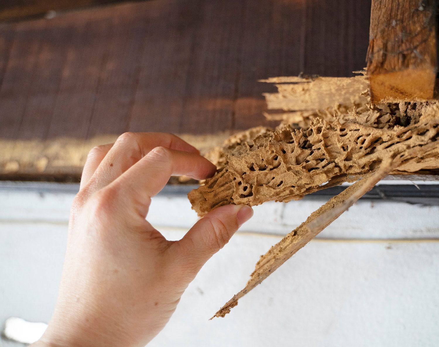 Wood Damaged by Termites — Gainesville, GA — Duncan Exterminating Co.