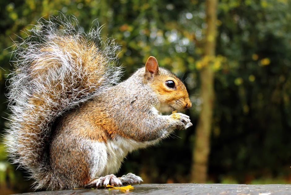 Squirrels on Roof — Gainesville, GA — Duncan Exterminating Co. Squirrels on Roof — Gainesville, GA — Duncan Exterminating Co.