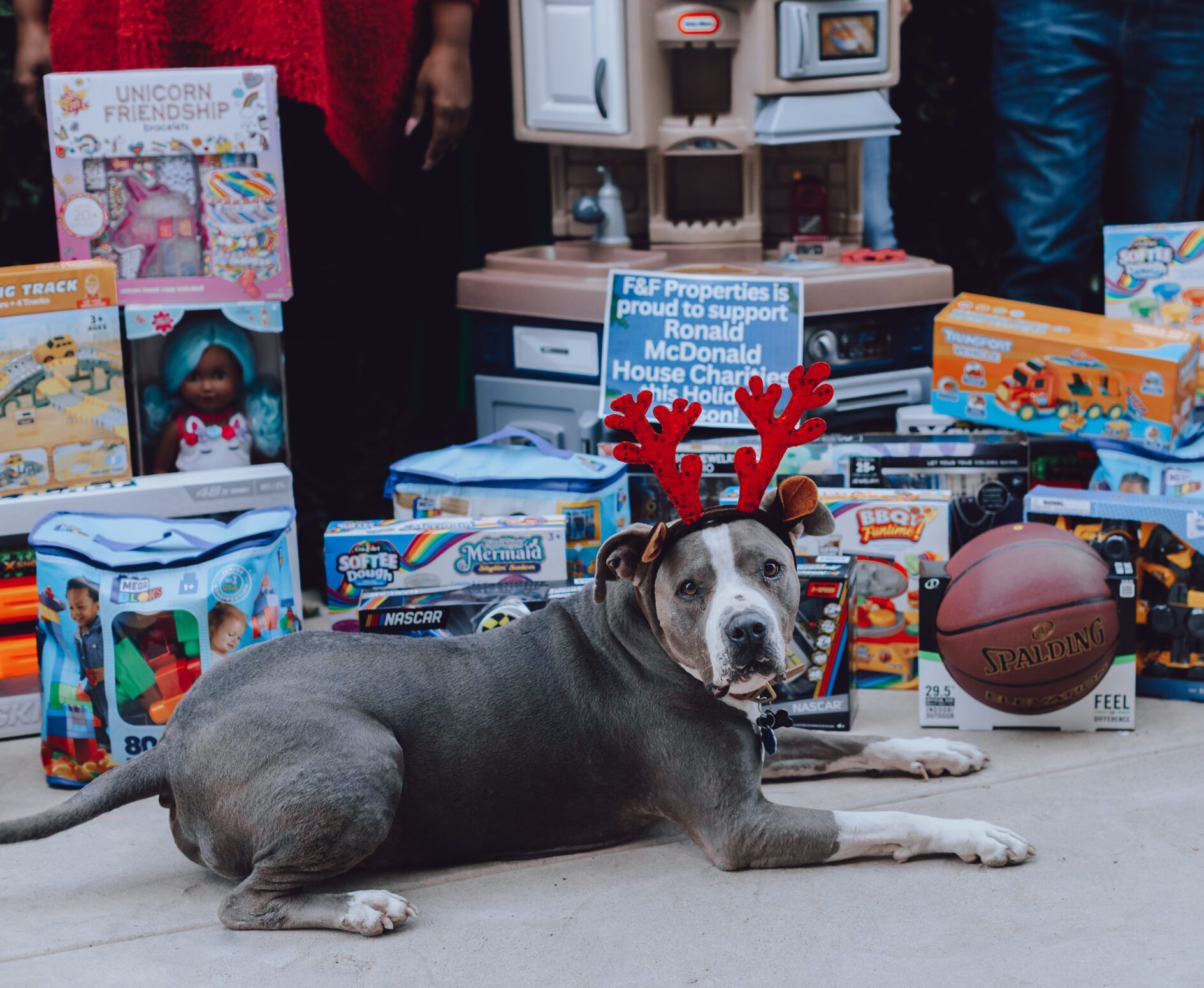 dog in reindear costume at F&F Properties holiday toy drive