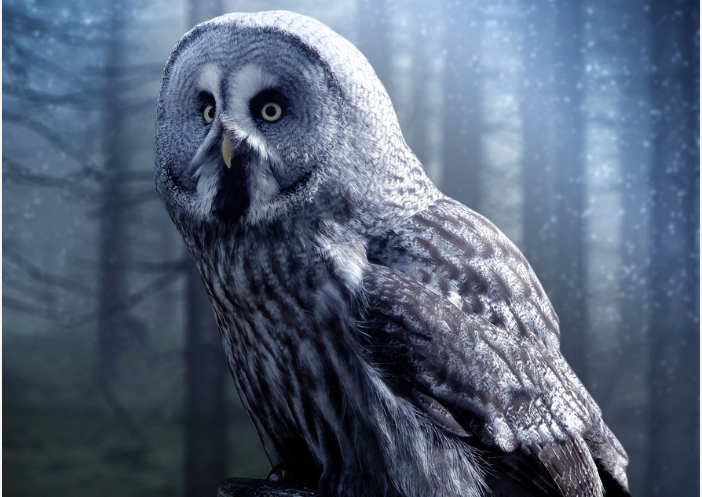 A Great Grey Owl with yellow eyes perched against a backdrop of a blurred, misty, and dark forest.