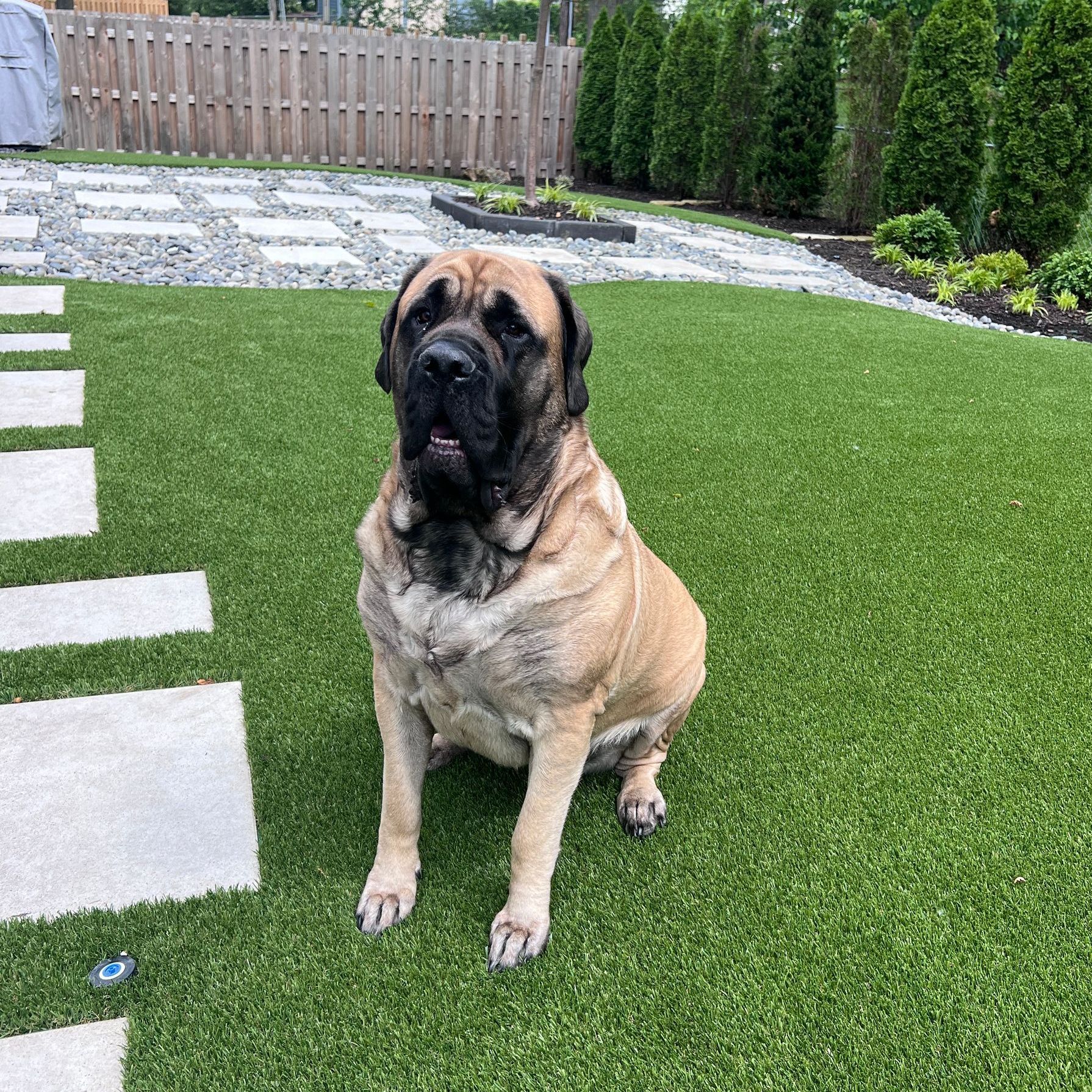 A large dog is sitting on top of a lush green lawn.