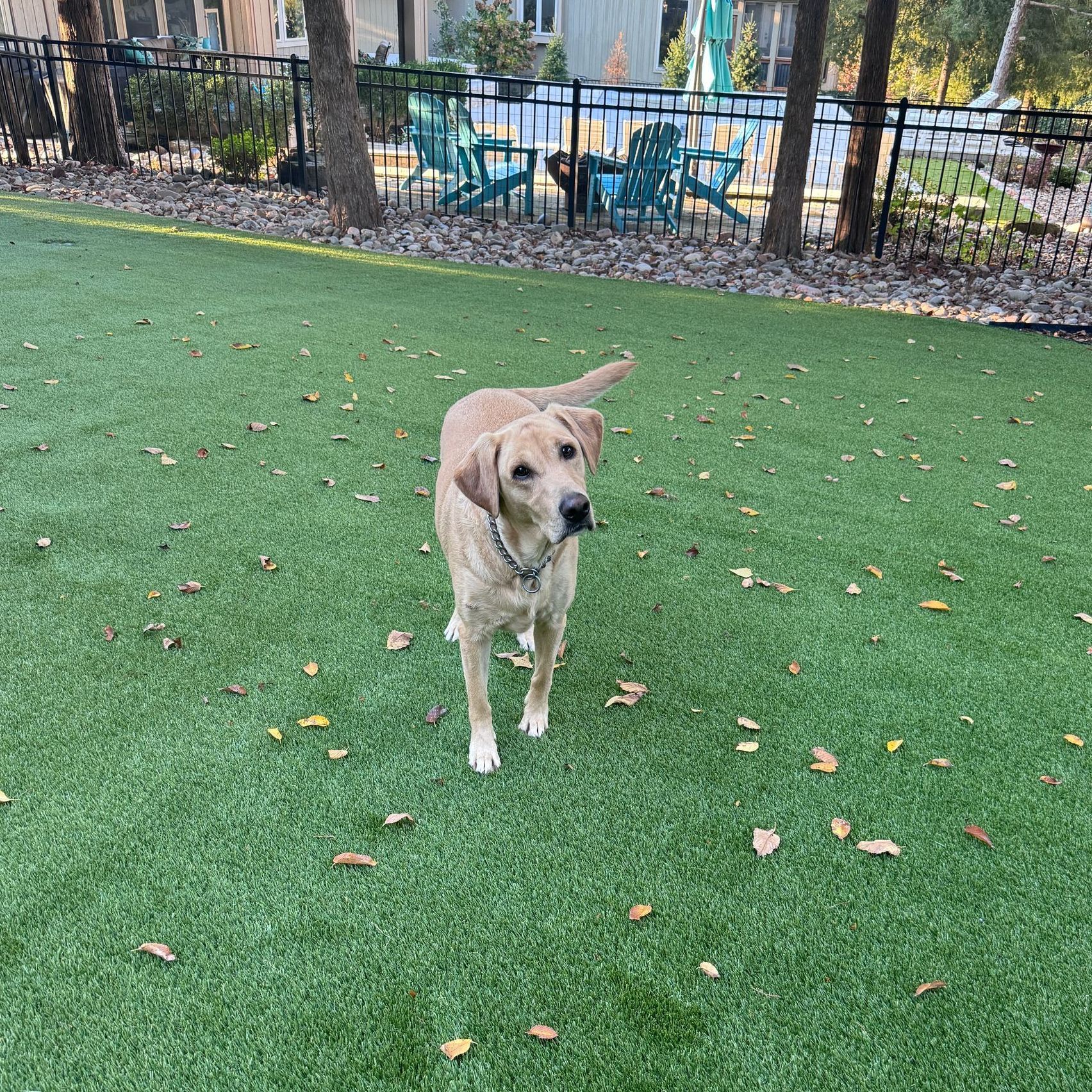 A dog is standing on a lush green field.