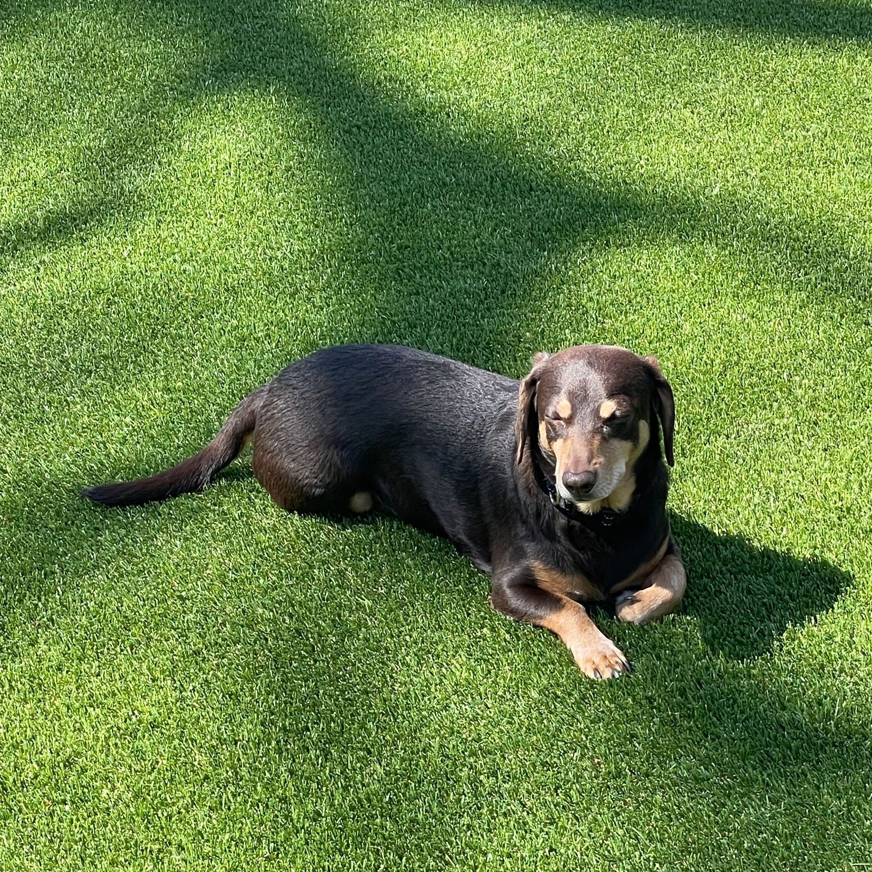 A black and brown dog is laying on top of a lush green lawn.