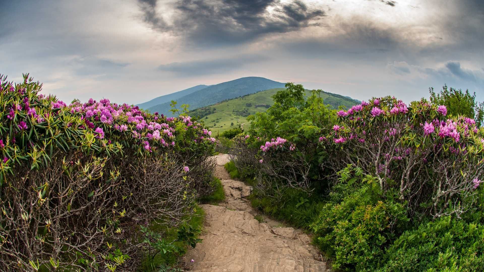 a dirt road surrounded by flowers and bushes with a mountain in the background .