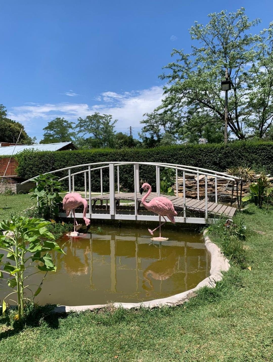 Dos flamencos rosados ​​​​en un estanque bajo un puente blanco, rodeados de vegetación bajo un cielo azul.
