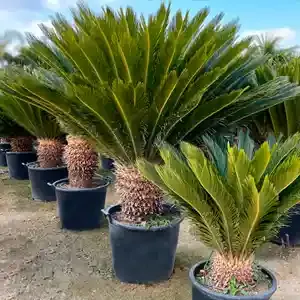 Sago Palm