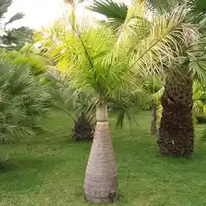 Bottle Palm