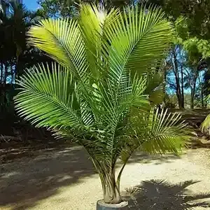 Dwarf Majesty Palm