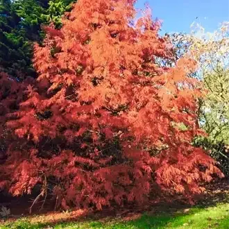 Rosehill Palms - The Best Native Plants for Houston Landscaping
 - Bald Cypress