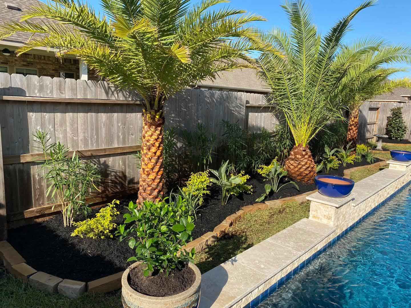 Palms in a pool landscape installed by Rosehill Palms