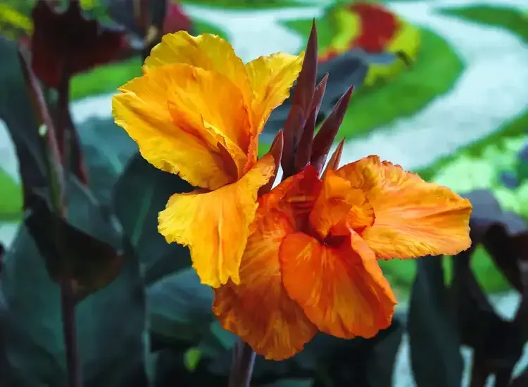 Rosehill Palms Plant Picks for Spring 2005 in Tomball - Canna Lily