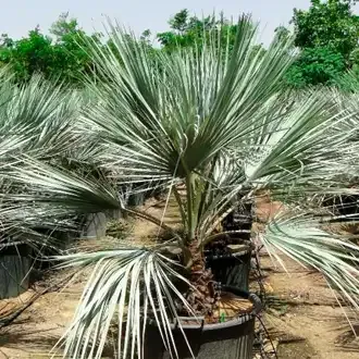 Rosehill Palms Best Cold-Hardy Palm Trees Mexican Blue Palm