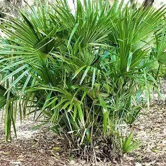 Rosehill Palms Best Cold-Hardy Palm Trees European Needle Palm