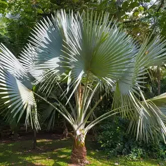 Rosehill Palms Best Cold-Hardy Palm Trees Windmill Palm