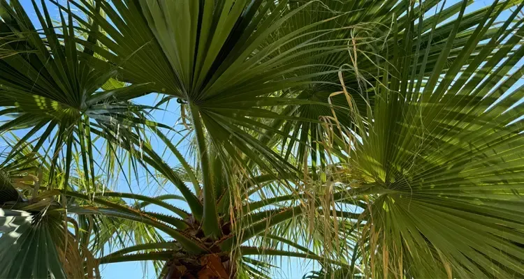 Looking up at the leaves of a fan palm tree against a blue sky.