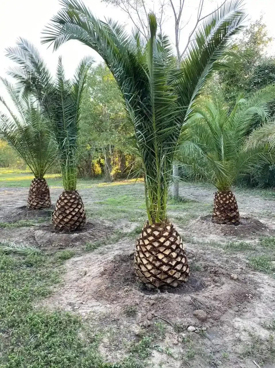 A group of Bottle palm trees at Rosehill Garden Center