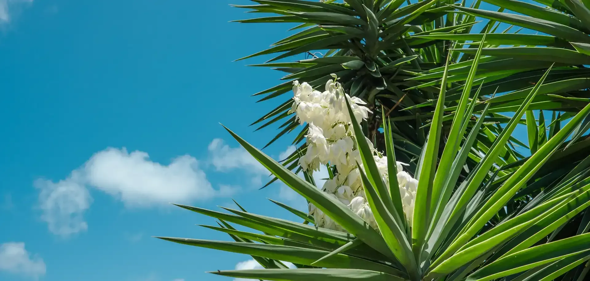 A close up of a yucca plant with white flowers against a blue sky.