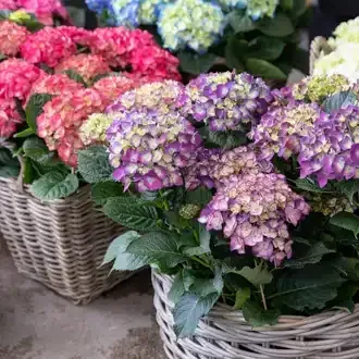 Rosehill Palms - Create Timeless, Traditional Landscaping with Classic Plants - Hydrangeas