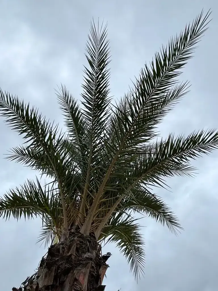 Tall Palm Crown view from Rosehill Garden Center