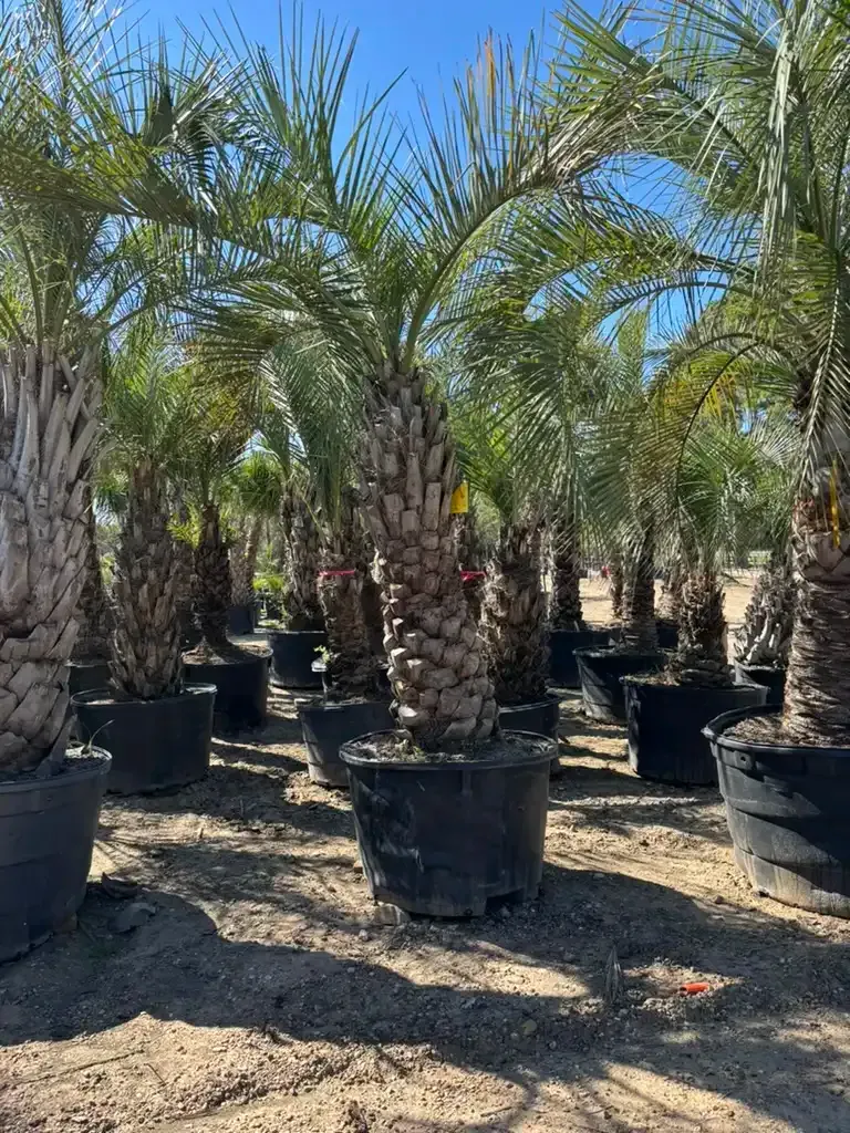 Palm trees gallons in Rosehill