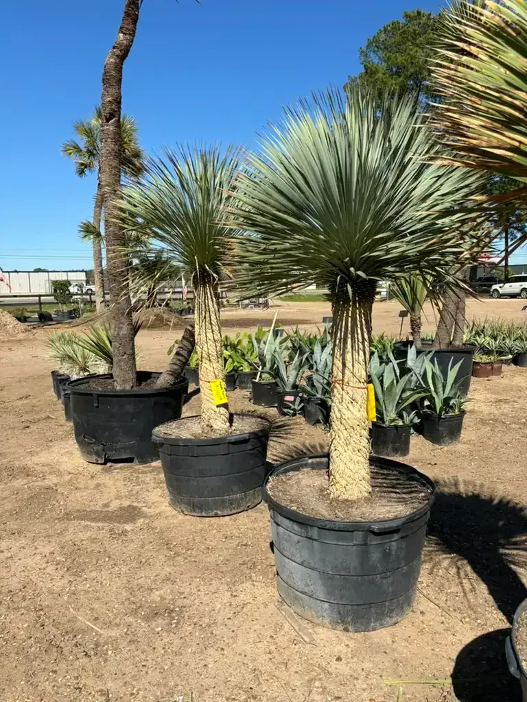 Palm trees in midsize gallons image at Rosehill Palms yard