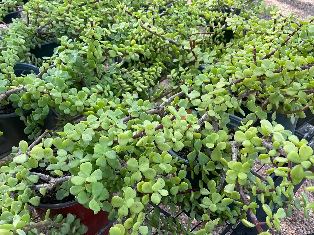 A bunch of potted plants are sitting on the ground.