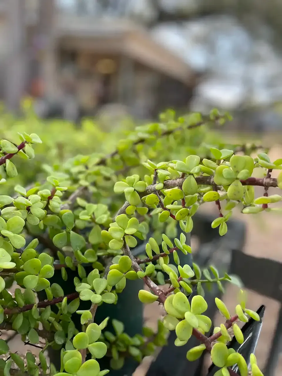 A close up of a plant with lots of green leaves.